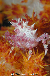 soft coral crab, Mabul, D200 by Thomas Lueken 